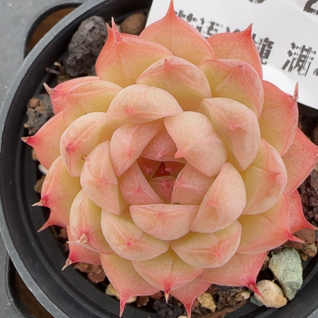 花语逸镜0203-138