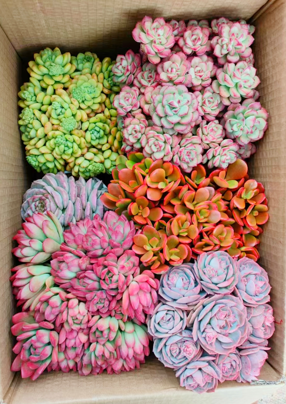 MS满满一大箱，全部挑好的发，4个带盆土，2个脱土，云南基地发。