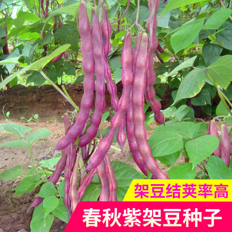 秋紫架豆种子早熟八月忙豆角种子冻死鬼芸豆种子阳台庭院蔬菜种子