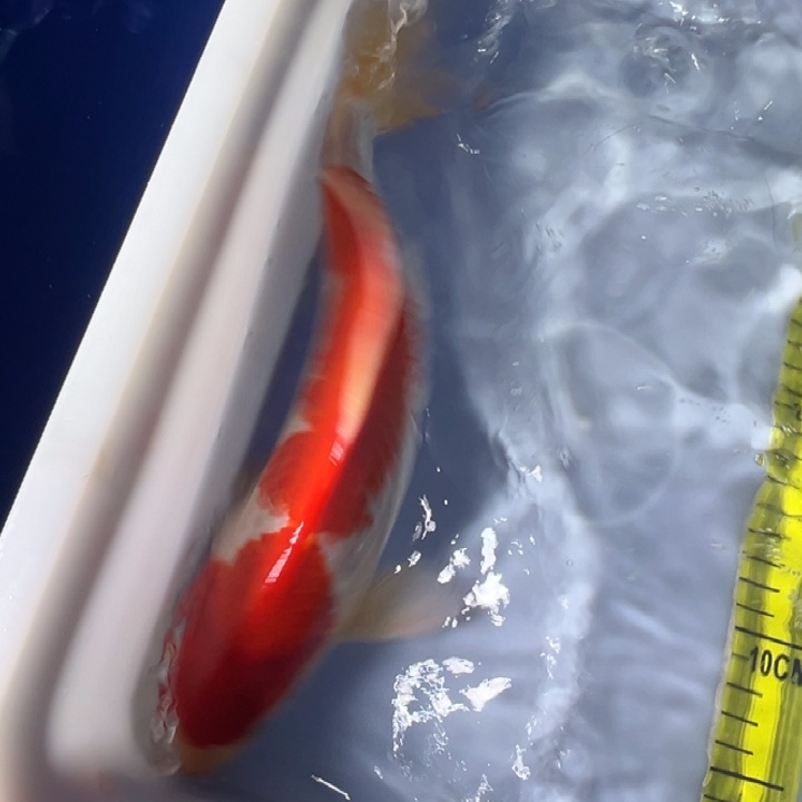 锦鲤锦鲤红白三色 