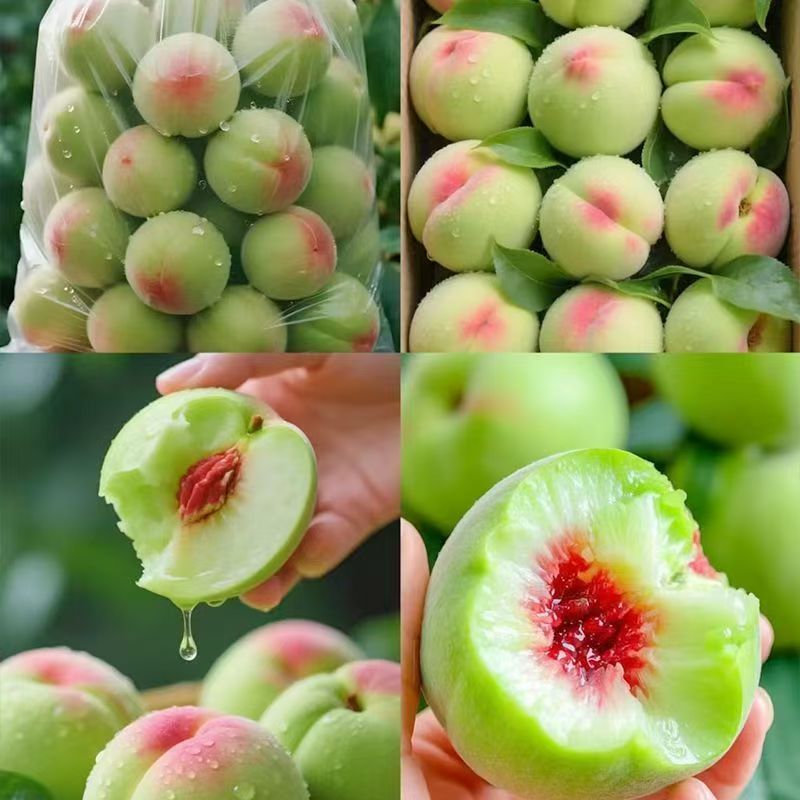 【新鲜采摘】正宗山东青州蜜桃脆甜清香离核毛桃子当季热卖现摘现发