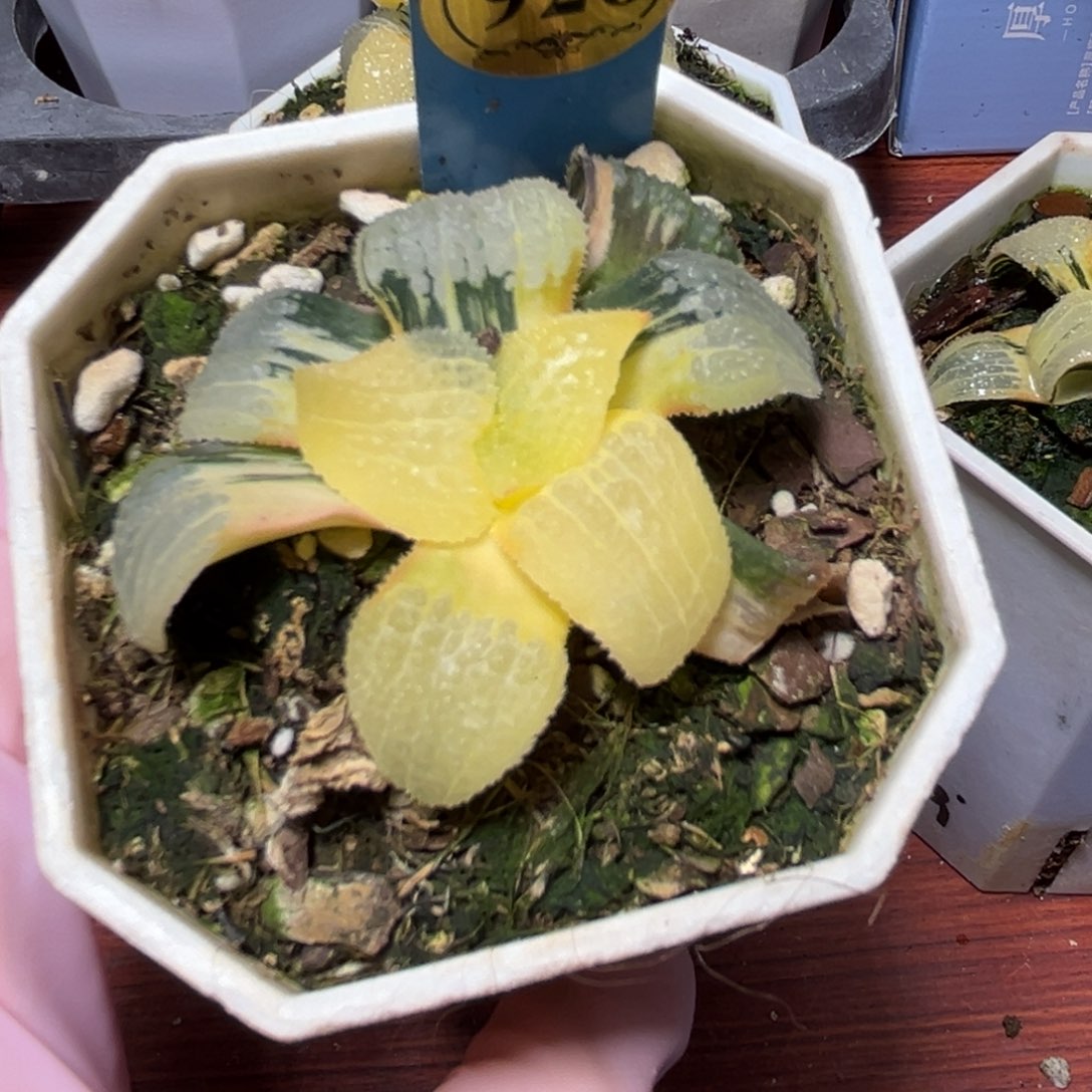 我***久恭喜发财大吉大利926