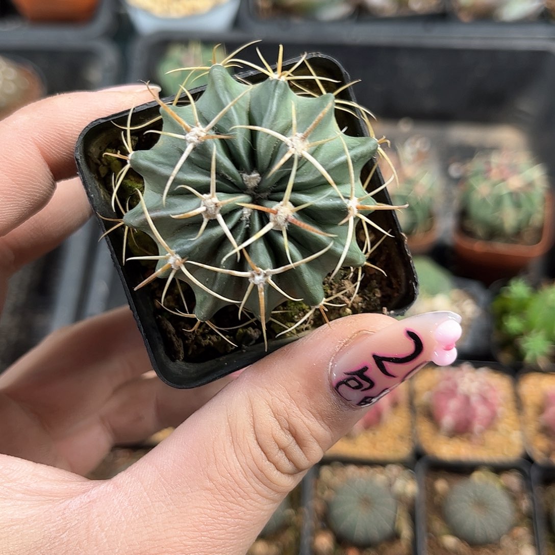 精刺凌波单头发货有根