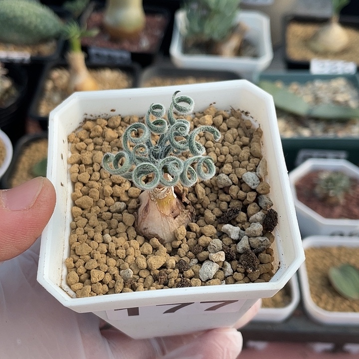 177GL毛叶蚊香弹簧草