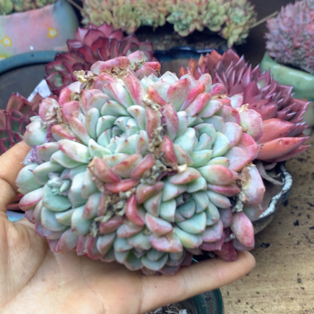 3041杂交精品基地9厘米