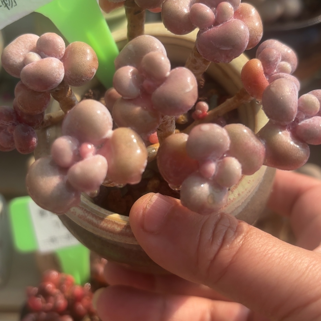 胭脂精品多肉桃蛋10035