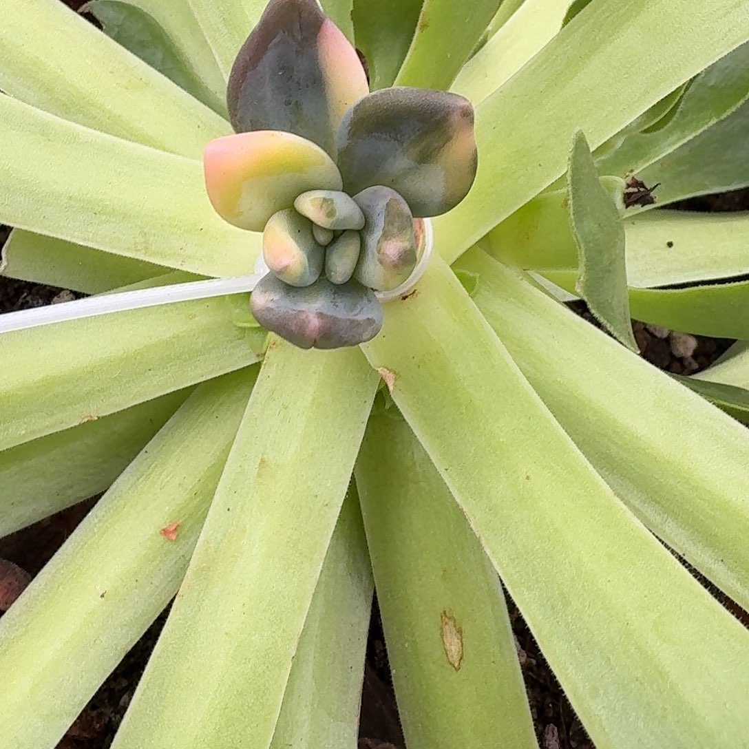 紫丽殿锦一物一拍