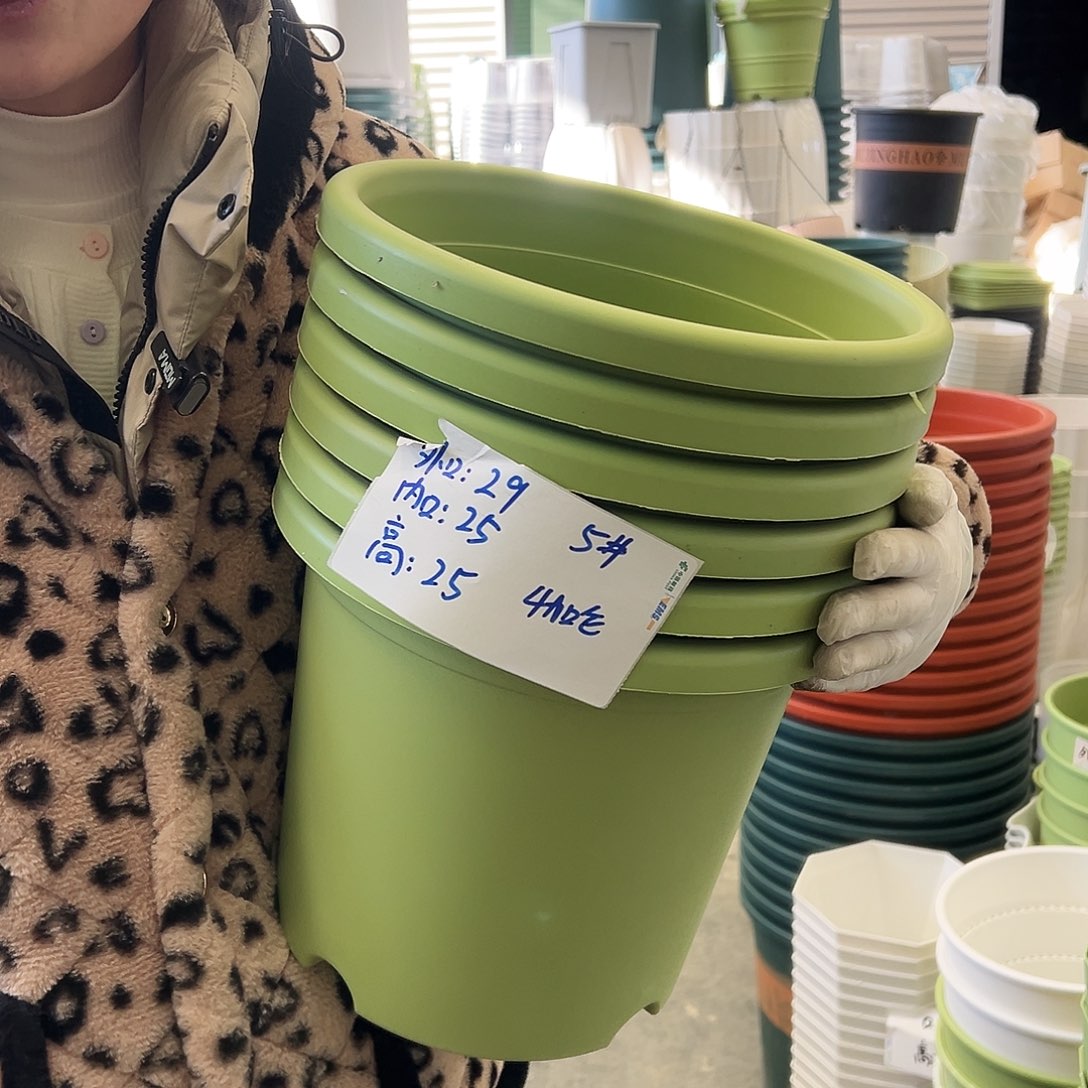 四季盆5#果绿6个无托