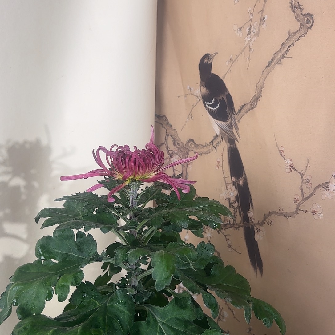 全部花朵K777777777