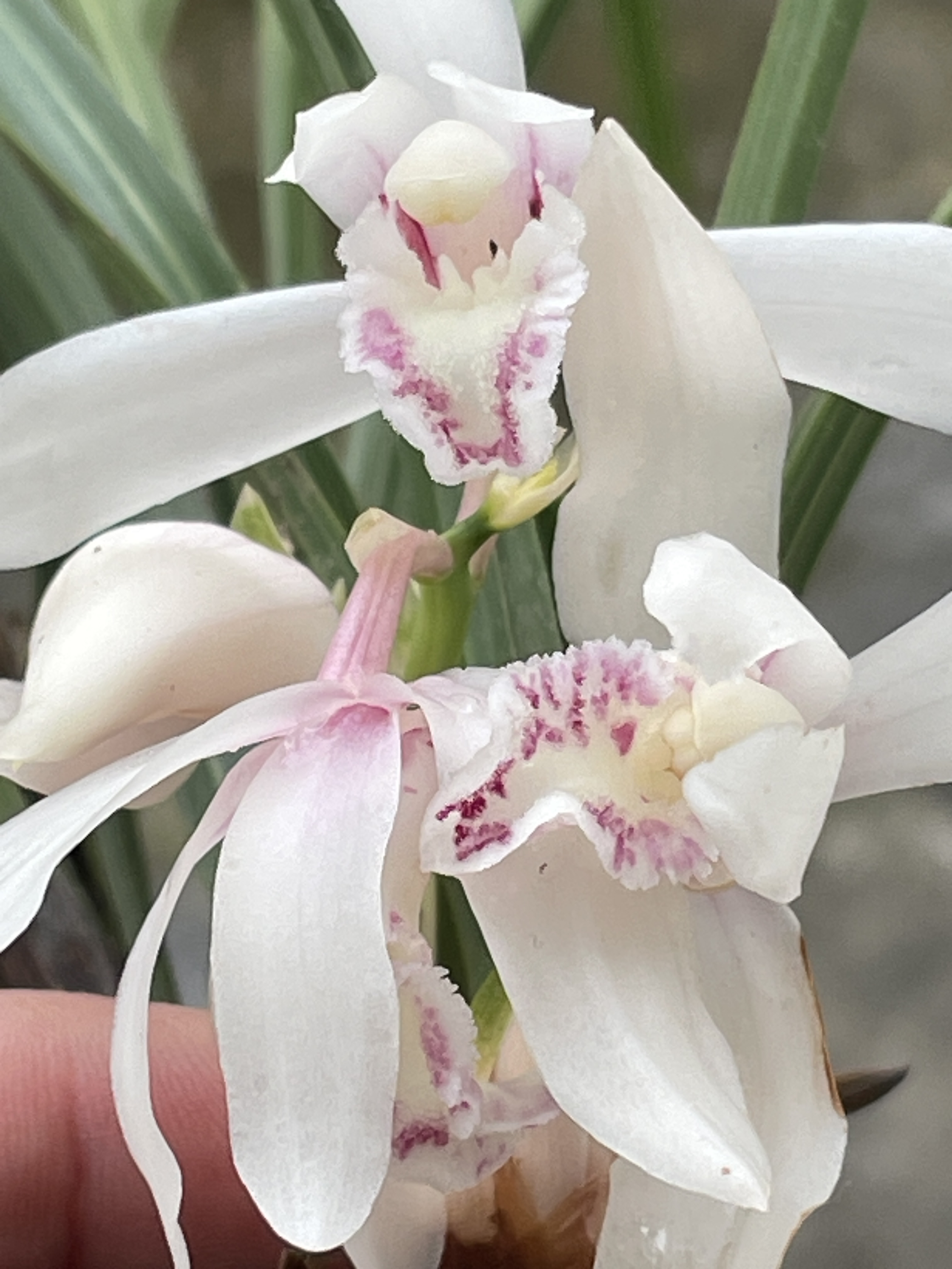堂浓香型室内绿植盆栽直播链接兰花直播虎头兰蝴蝶兰