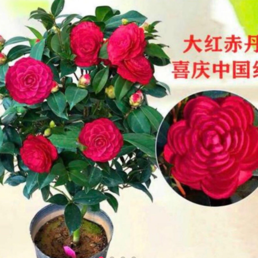 四季常青红赤丹红色重瓣茶花盆栽牡丹适合室内外庭院种植抗寒抗冻
