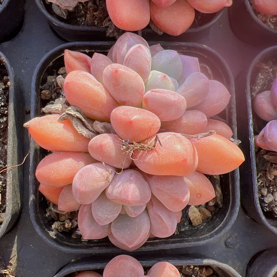 70#2-3头白鹭-脱土发货