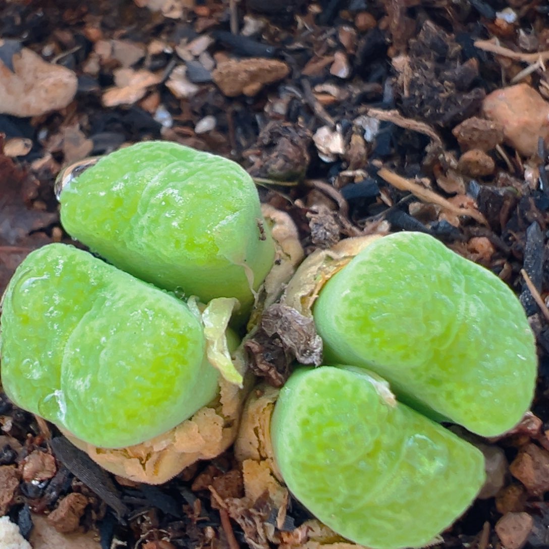 169多肉植物百科知识