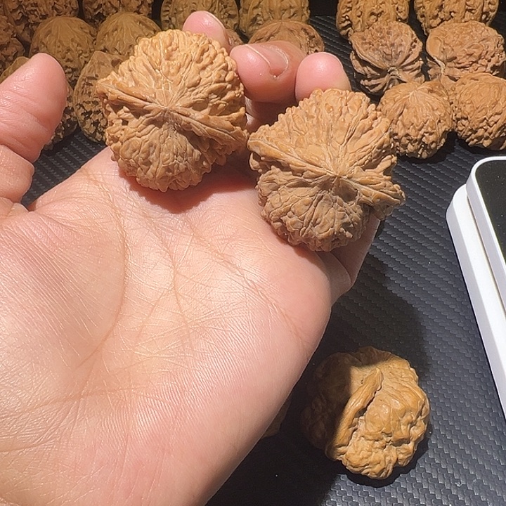 核桃40+圆墩墩满天星