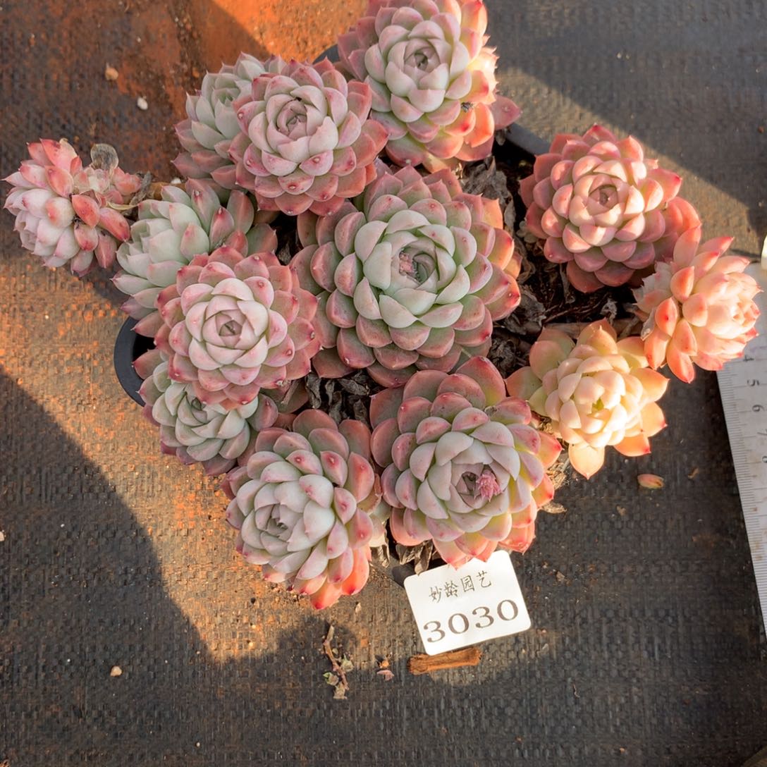 3030杂交精品基地17厘米