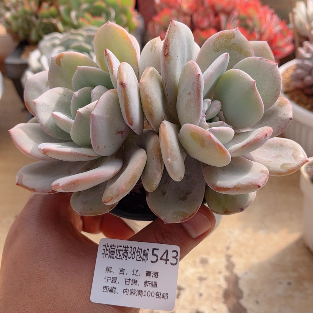 543韩版奶茶德华多肉