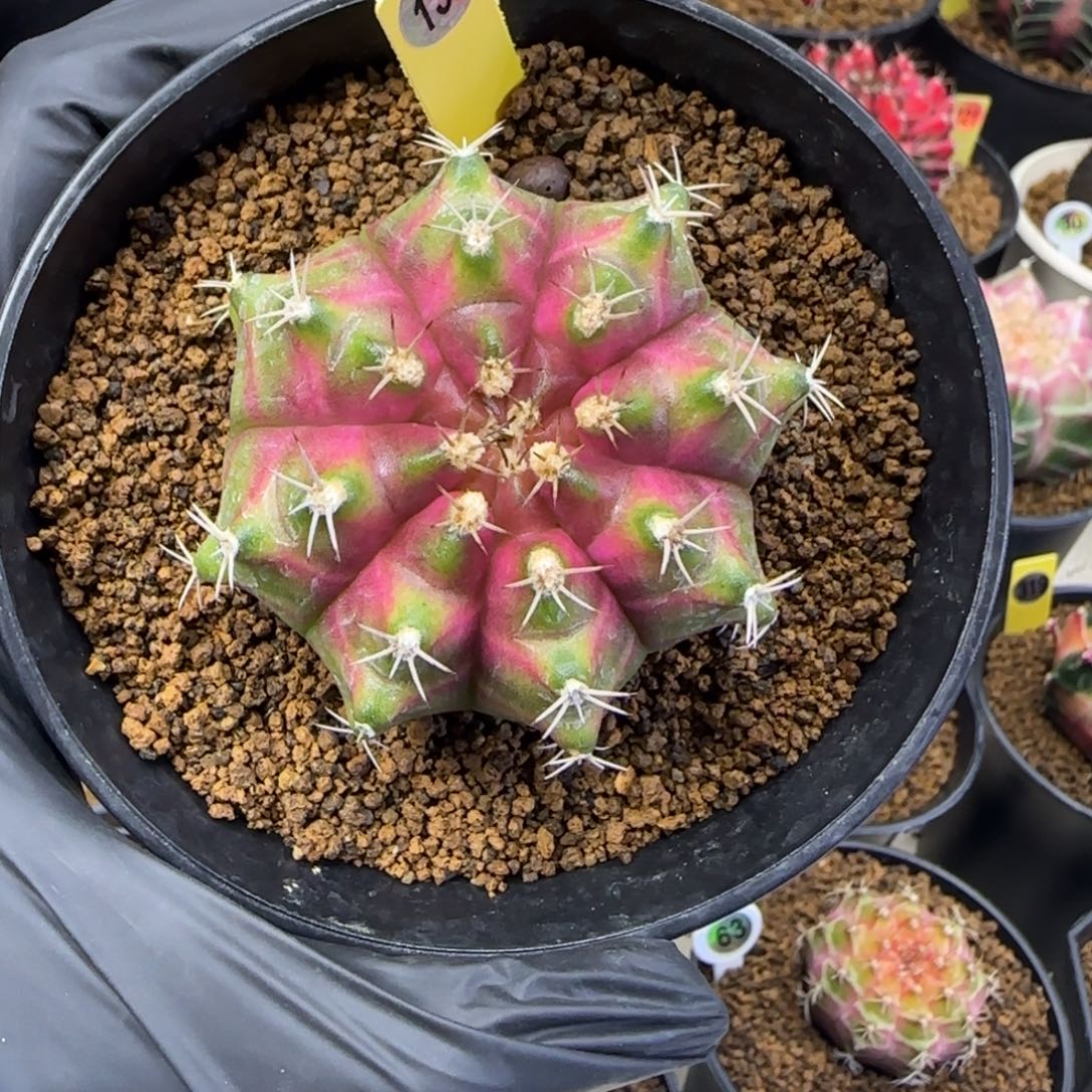 137号泰系实生轮回