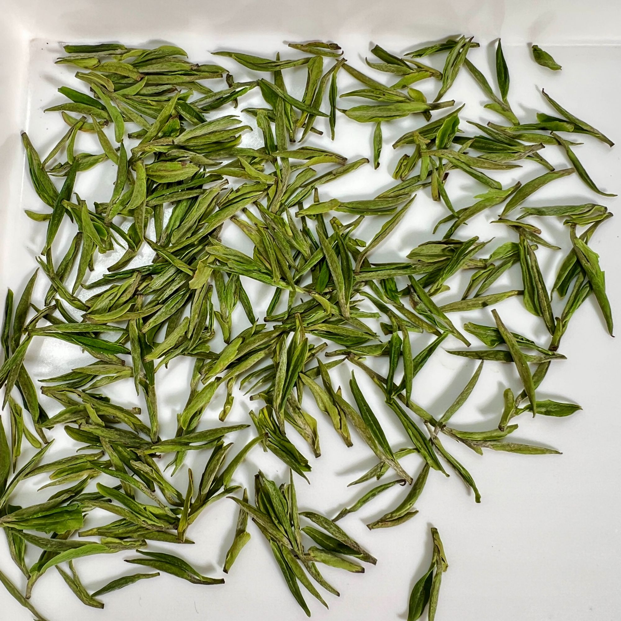 2025年新茶绿茶安吉白茶原产地天荒坪头采顶芽【拆封不支持退货】