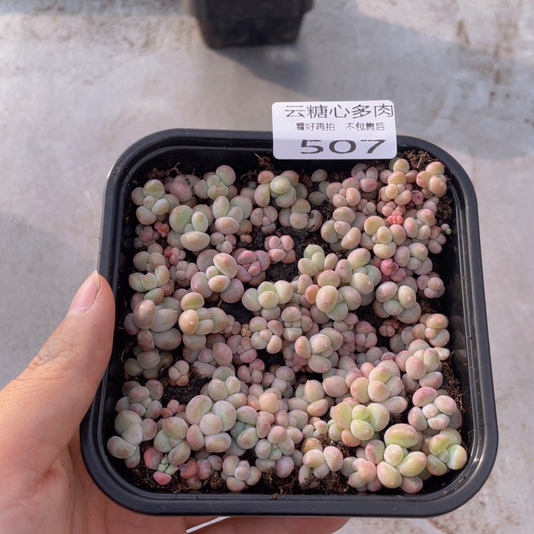 云糖心多肉植物507