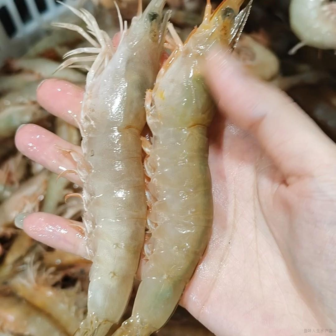 野生沙卢虾麻虾 极速锁鲜发货 全国顺丰冷链包邮 16-20条/斤