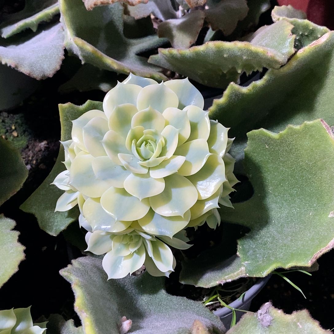 雪域锦多肉植物老桩