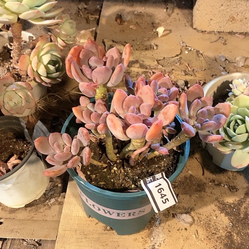 【闪购商品】灰姑凉1645