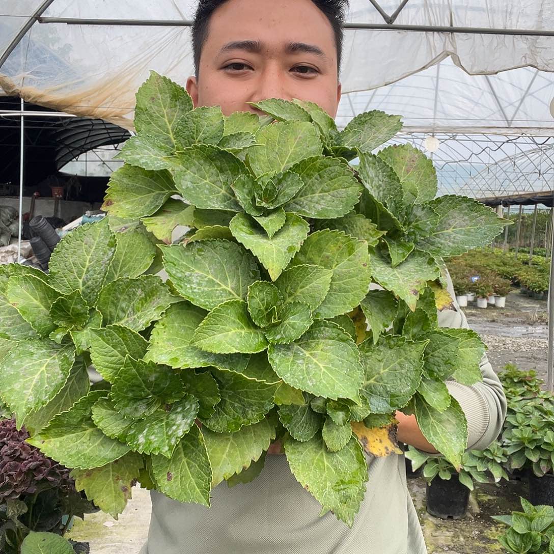 无花朵漫卷流光一加仑苗子