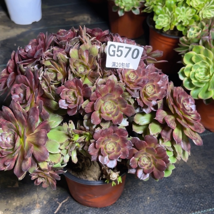 瑞妈多肉1.28.570有个断枝