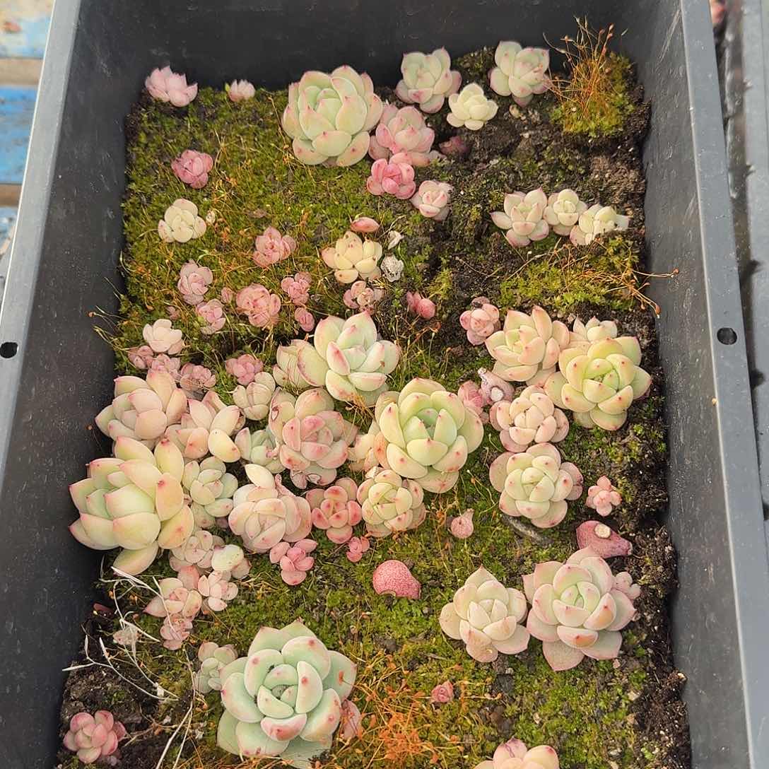 杂交新品珍妮多肉136