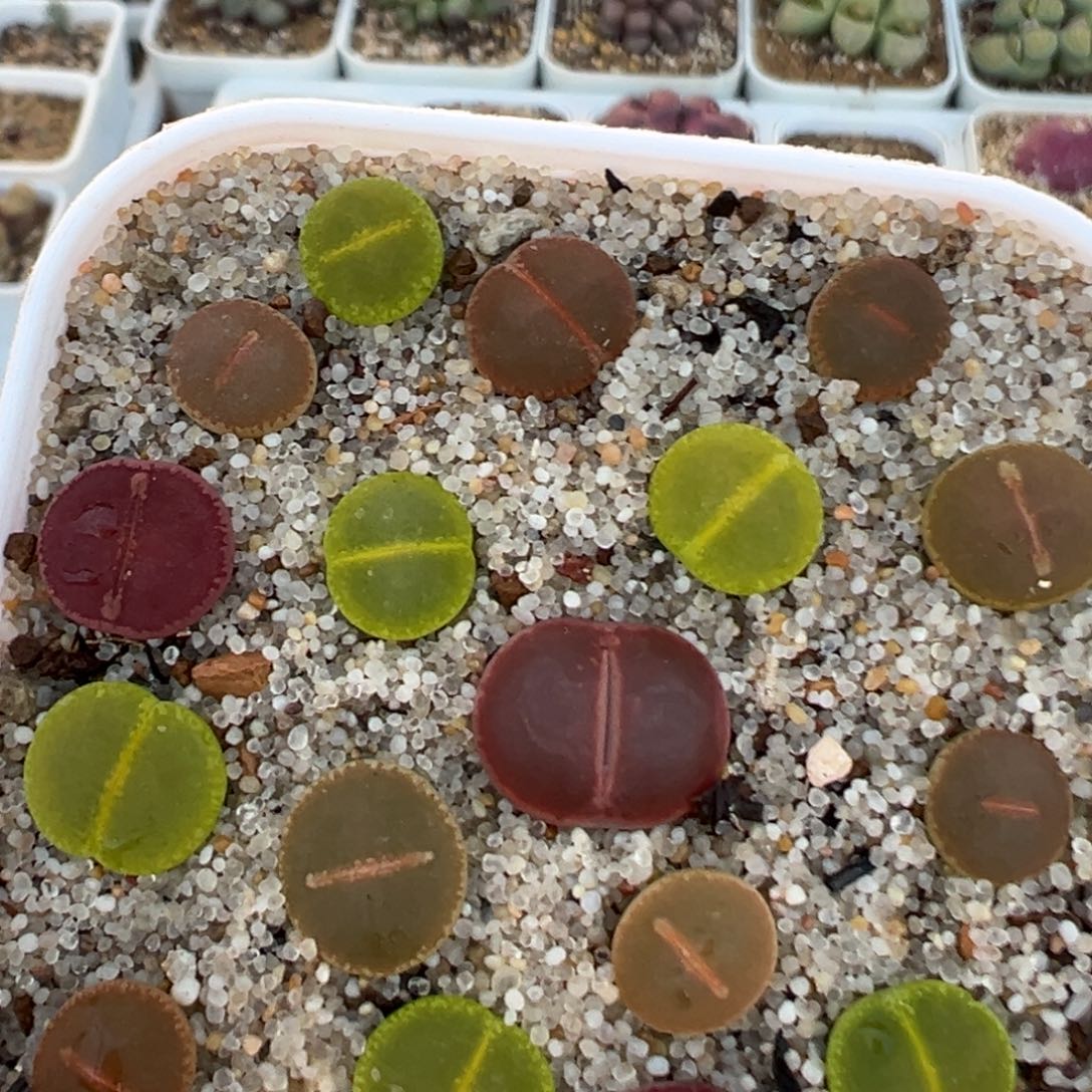 63多肉植物百科知识