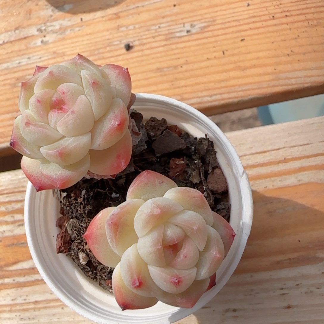 【闪购商品】0217-131糖心