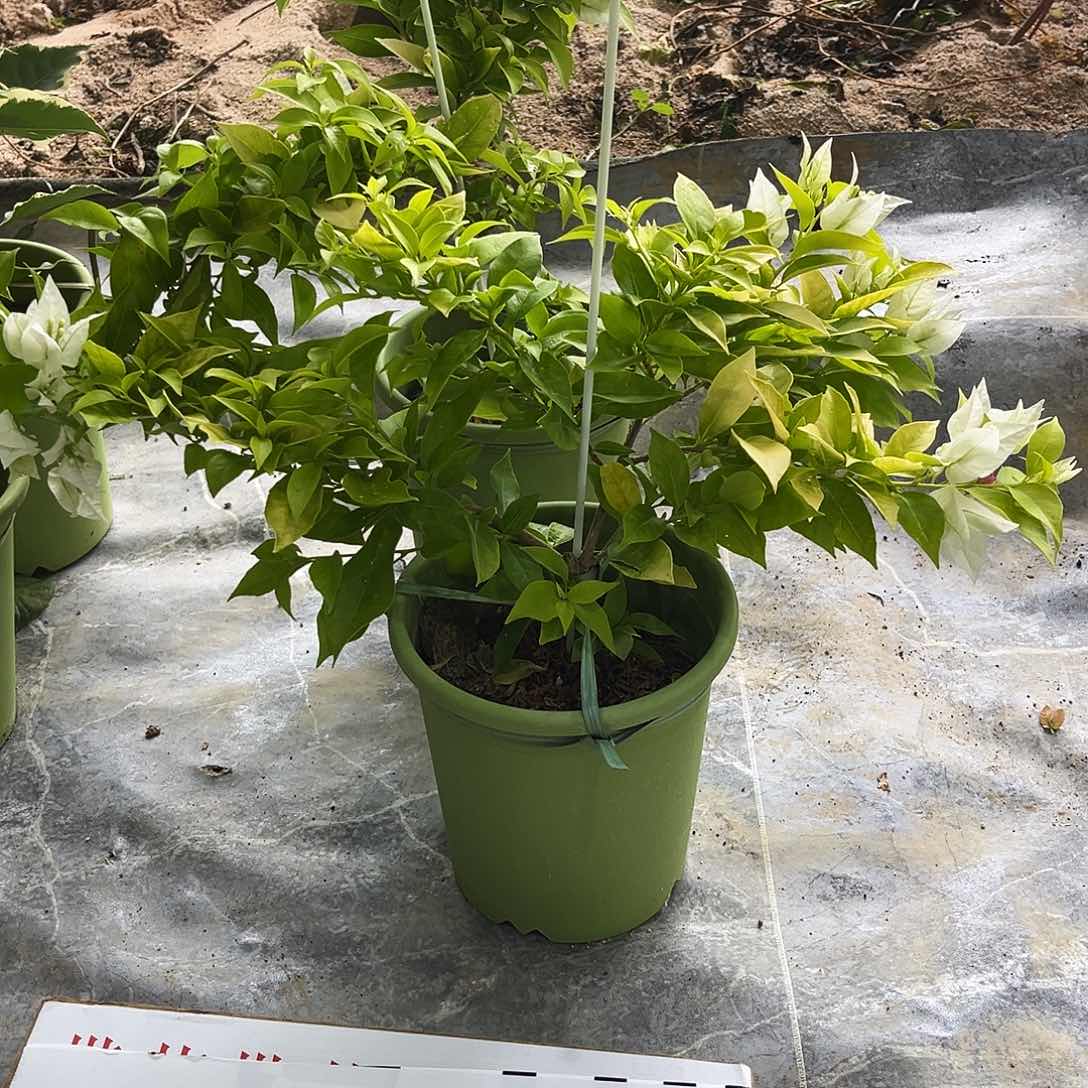 完全开放三角梅雪豹