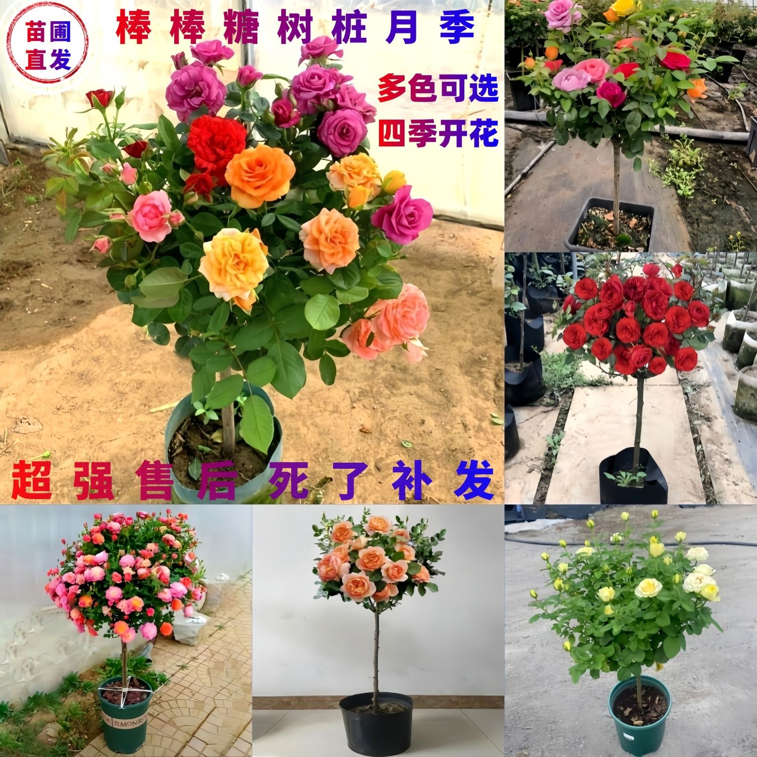 月季棒棒糖浓香型新人福利