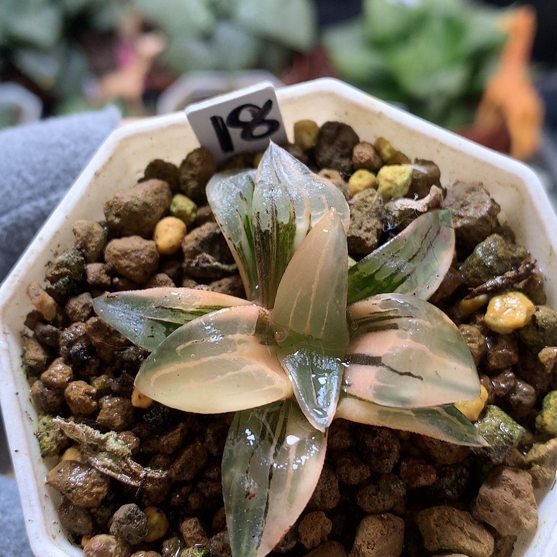 红纹寿锦带盆土发货kklooo