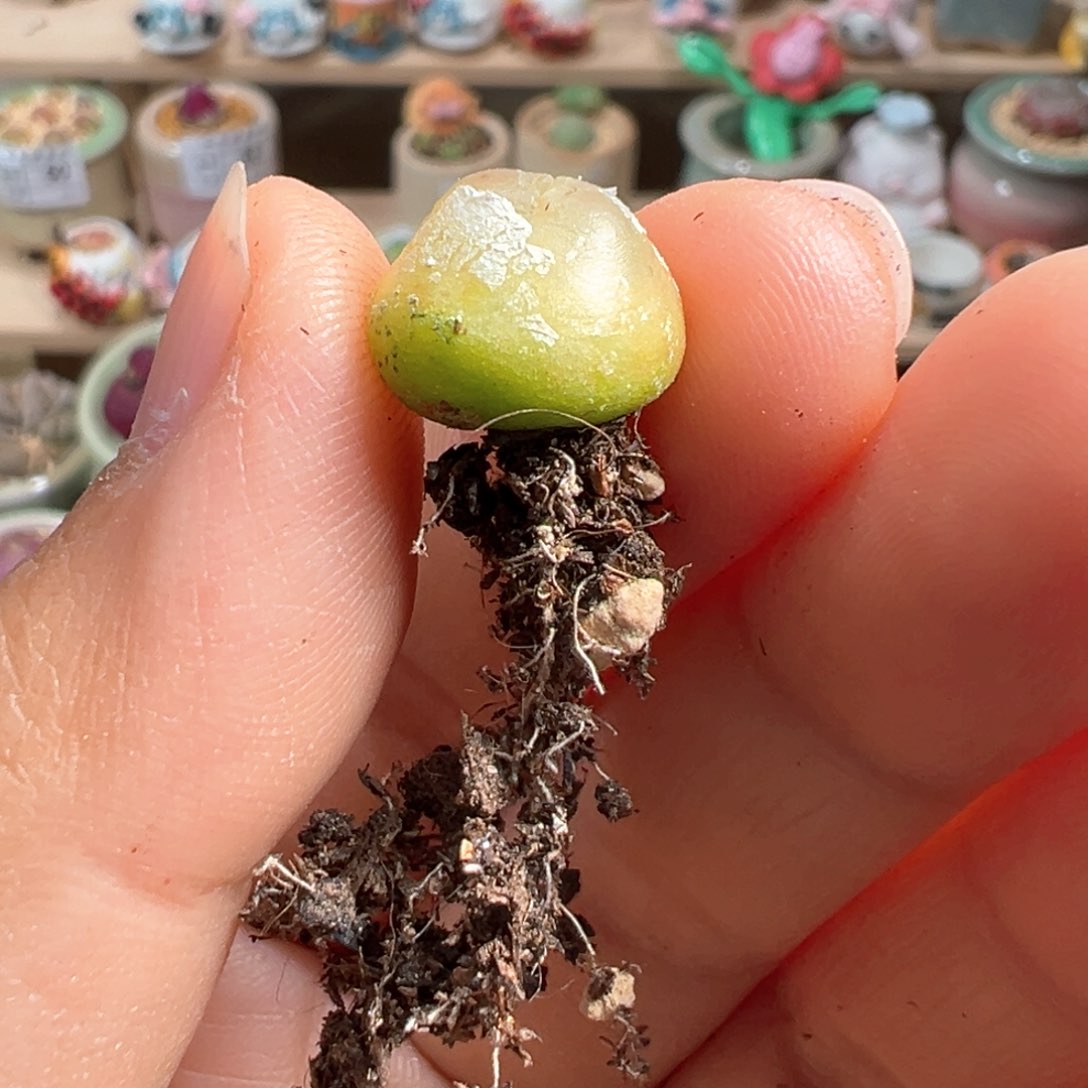 多肉植物99号拉登