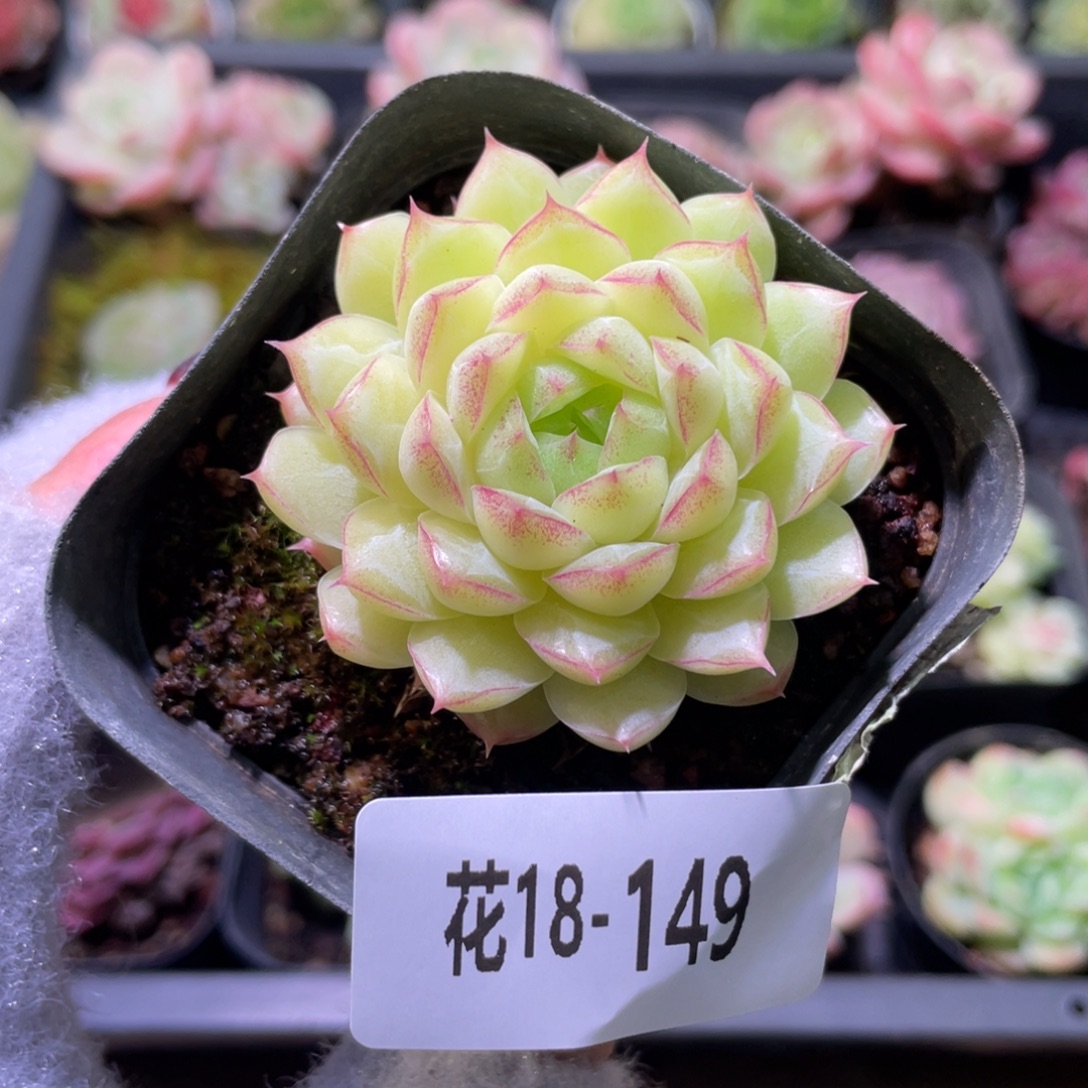 花利美18-149女王玫瑰