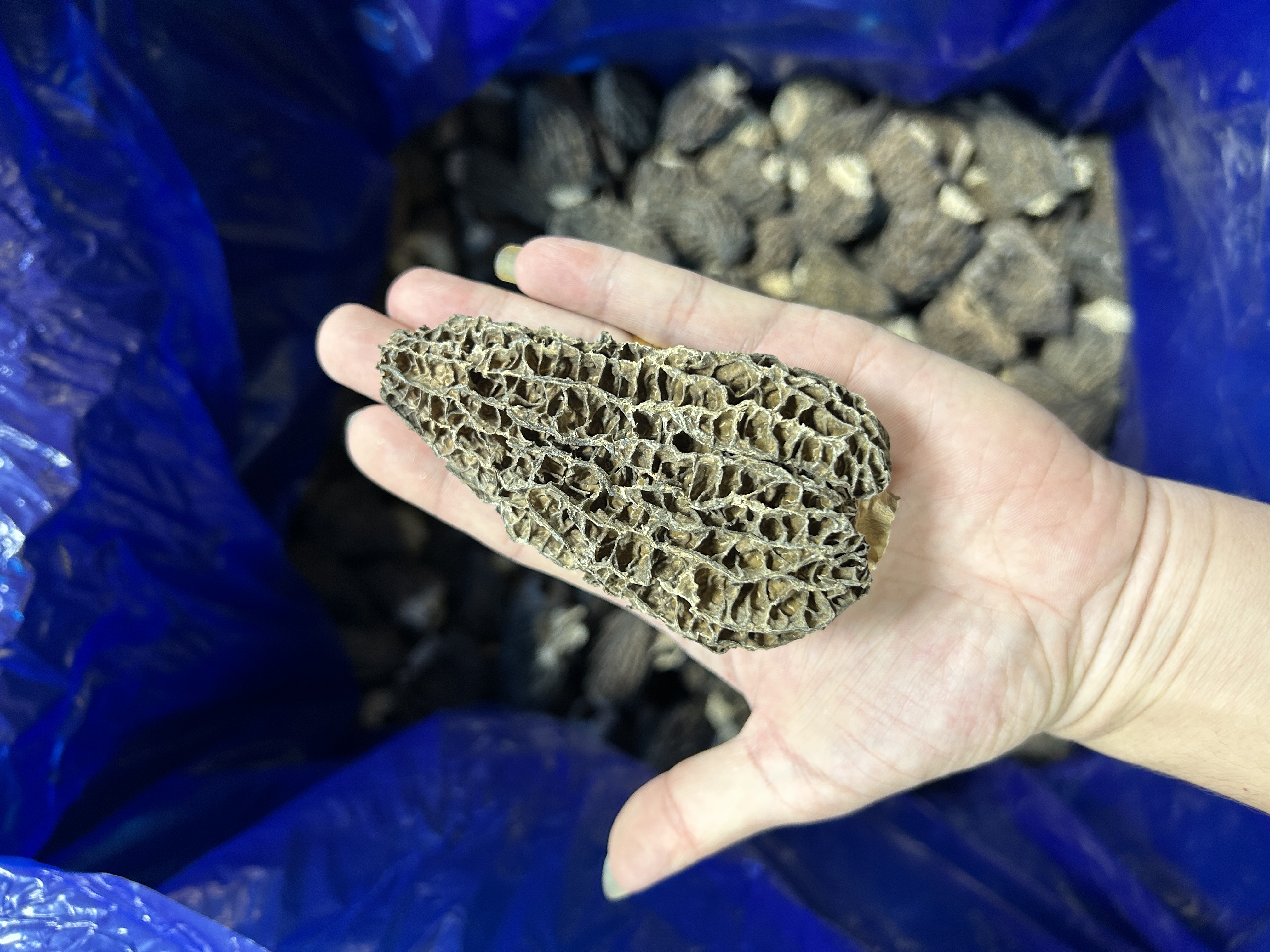 特大羊肚菌 精品厚肉无沙剪柄头茬  香味浓菌菇干货（散装农产品）