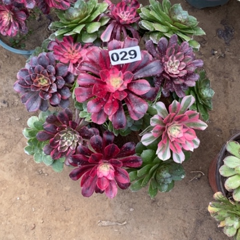 029嫁接多品种多肉法师