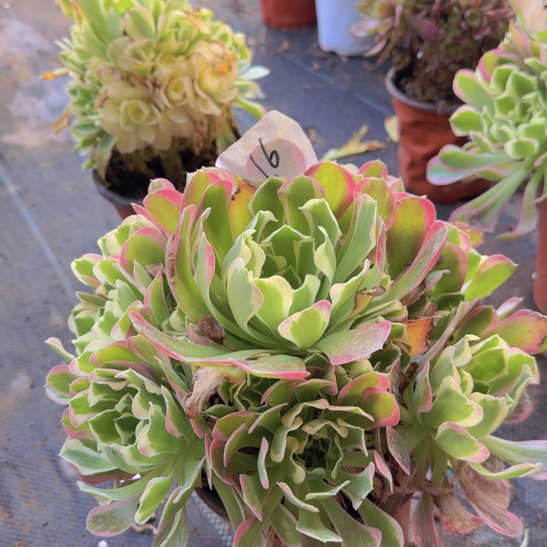 16还。白凤。冠服 30