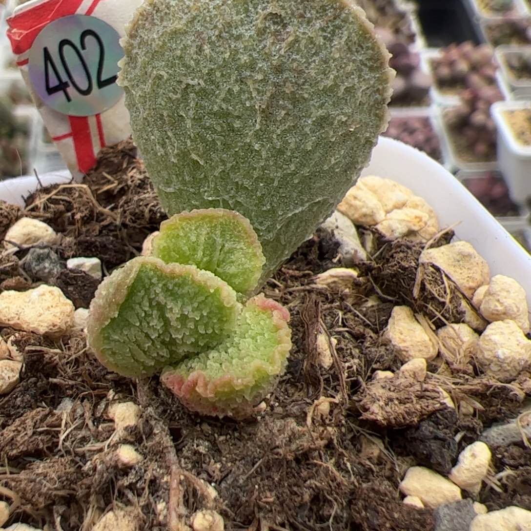 实生低叶苗多肉植物水泡多肉植物