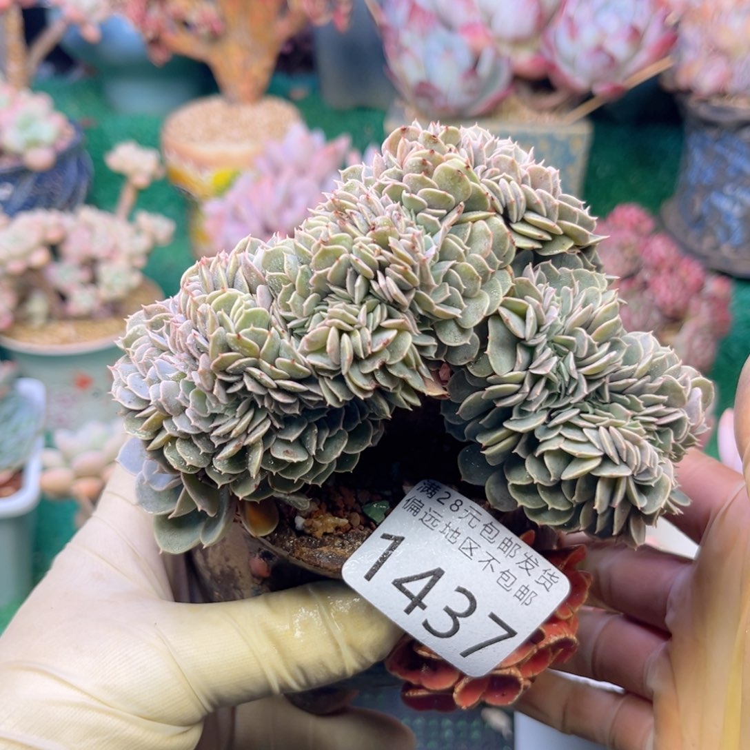 大1437，b x b x b v n m