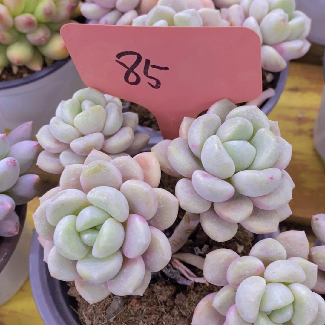 开心多肉，今天不对称，不包价