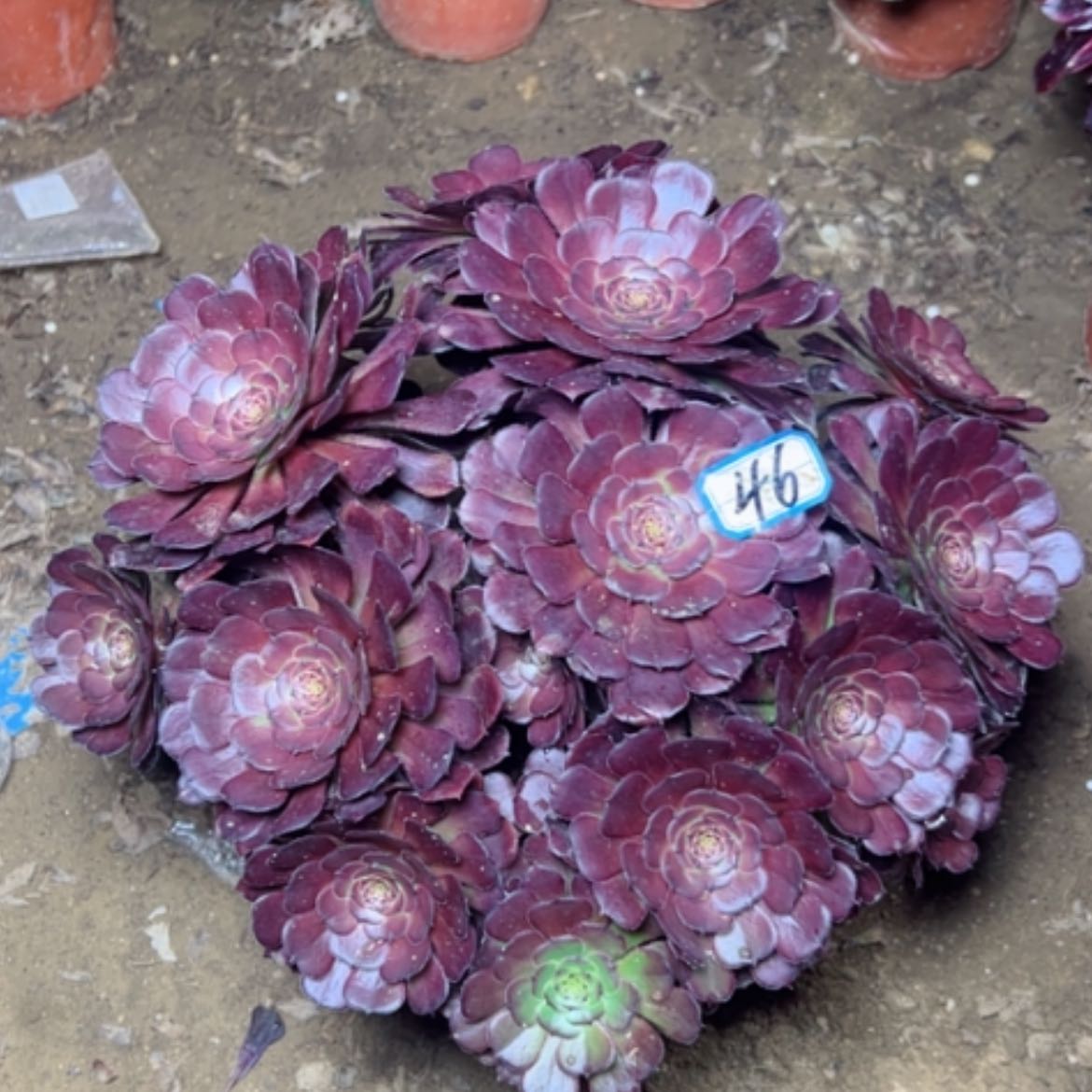 【闪购商品】多肉植物黑萝莉46