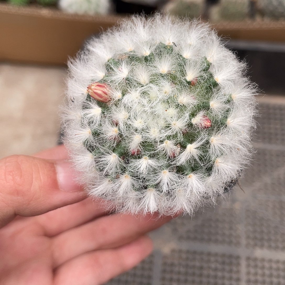 621白云高砂（满18元包邮）