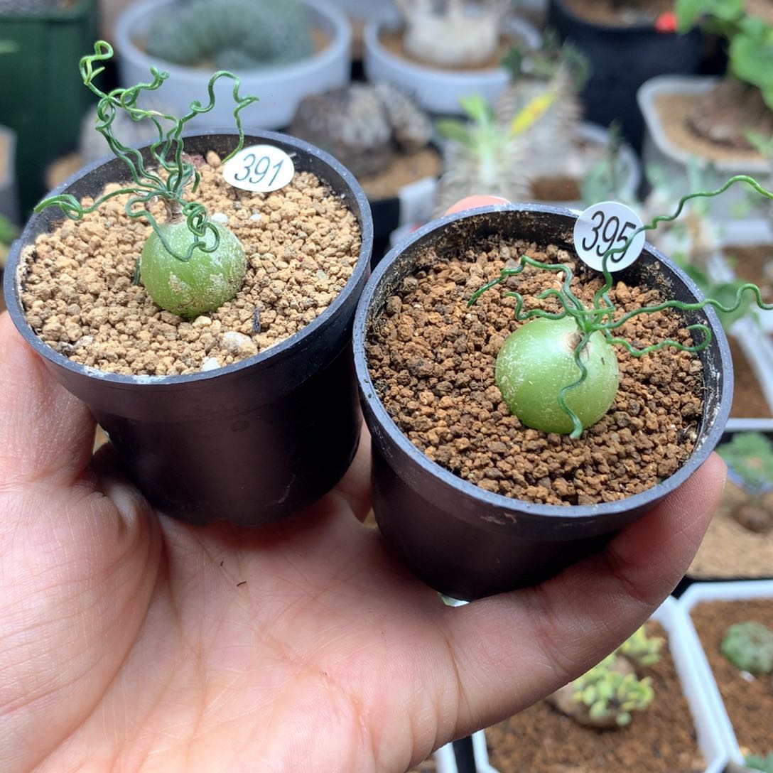 2颗泰迪海葱多肉带盆