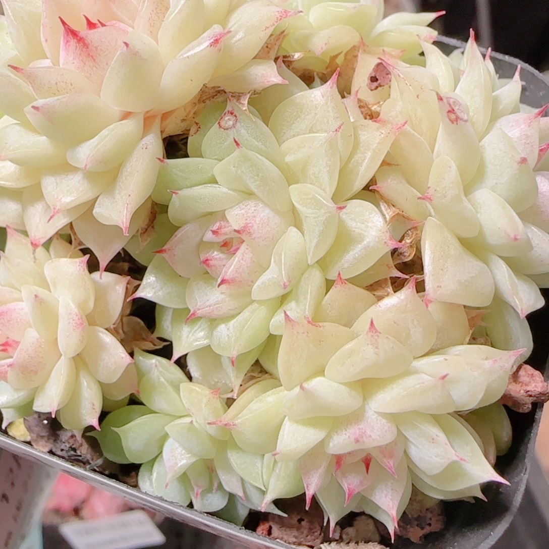 花语多肉1201-102散