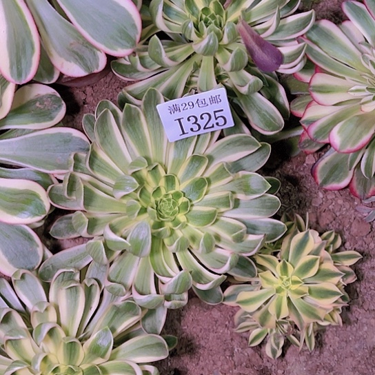 325青莲多肉植物