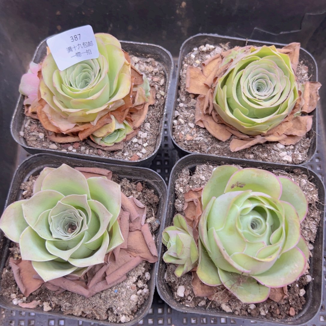 侧牙掉了不包损无售后387