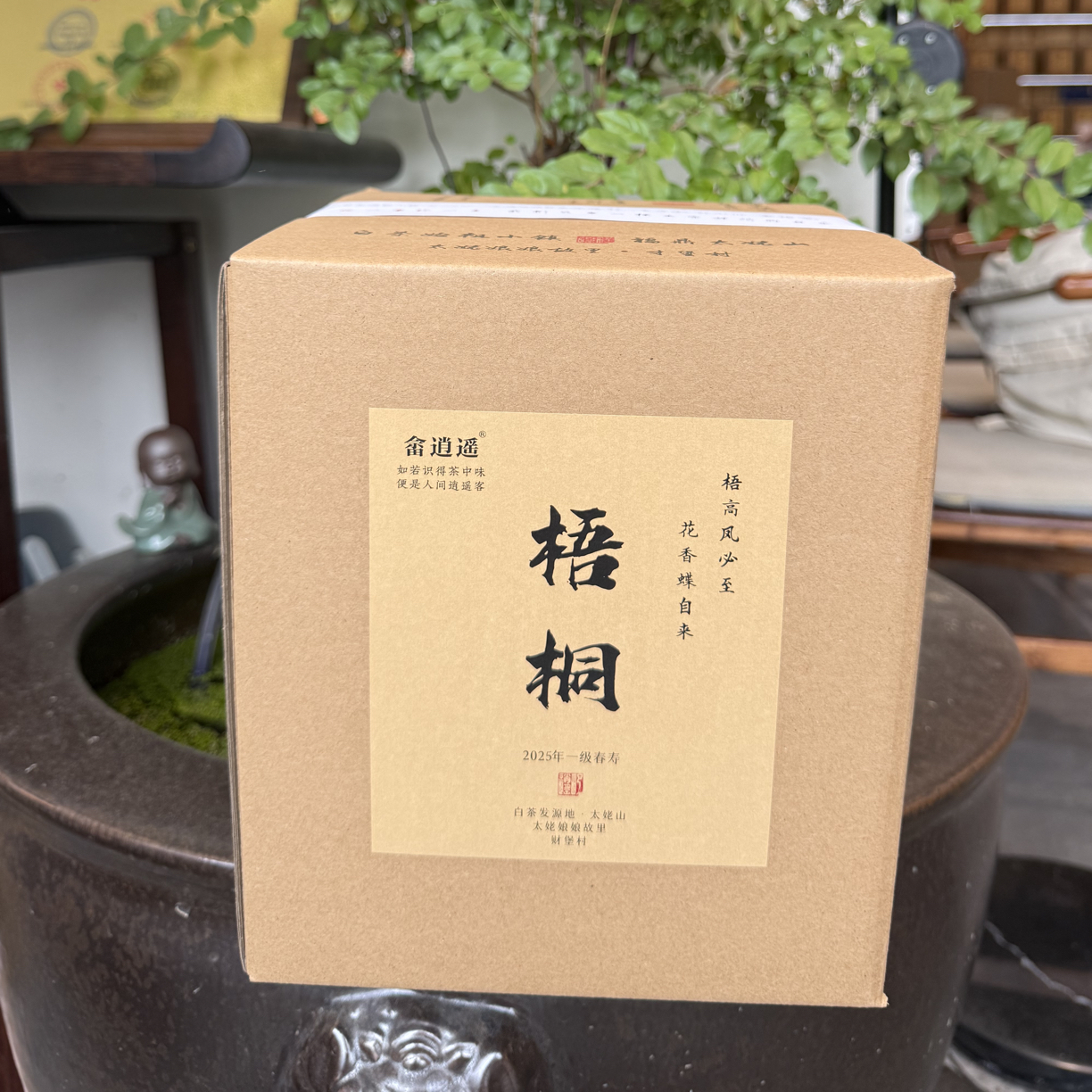 （梧桐）尴尬寿眉 畲逍遥（春）