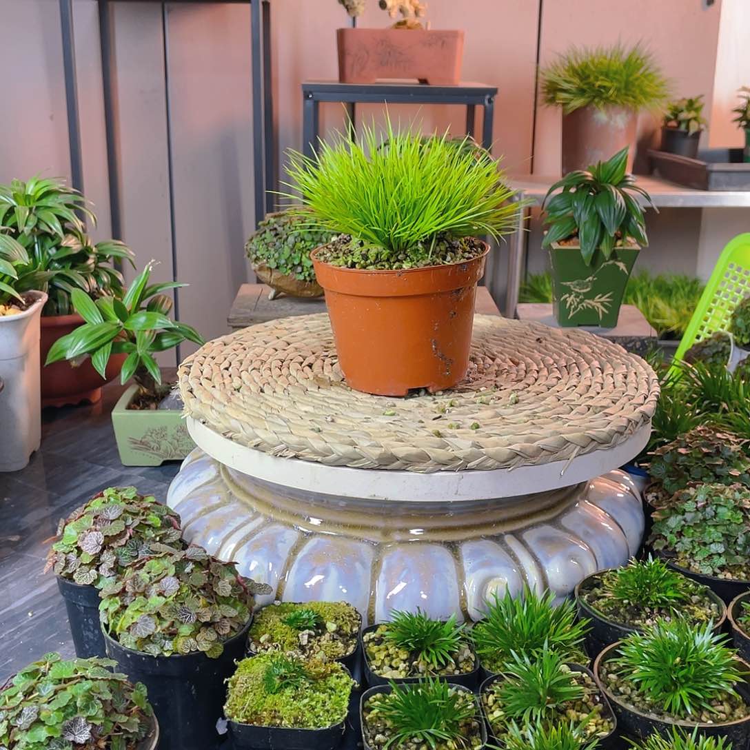 【闪购商品】完全开放